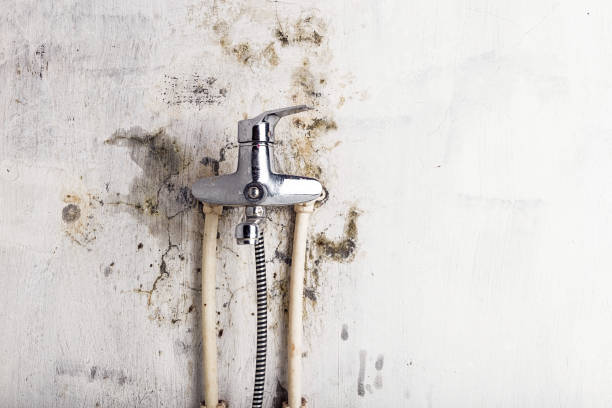 Selden, NY Mold Remediation Company