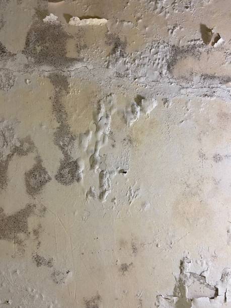 Best Black Mold Remediation in Selden, NY