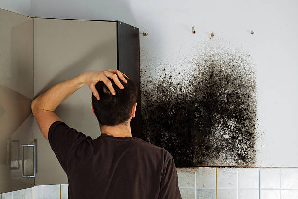 Best White Mold Remediation in Selden, NY