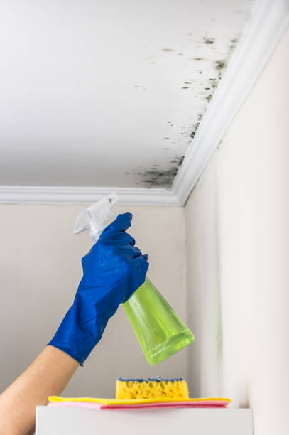 Best Post-Flood Mold Remediation in Selden, NY