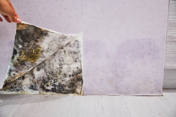 Best Mold Testing and Inspection Services in Selden, NY